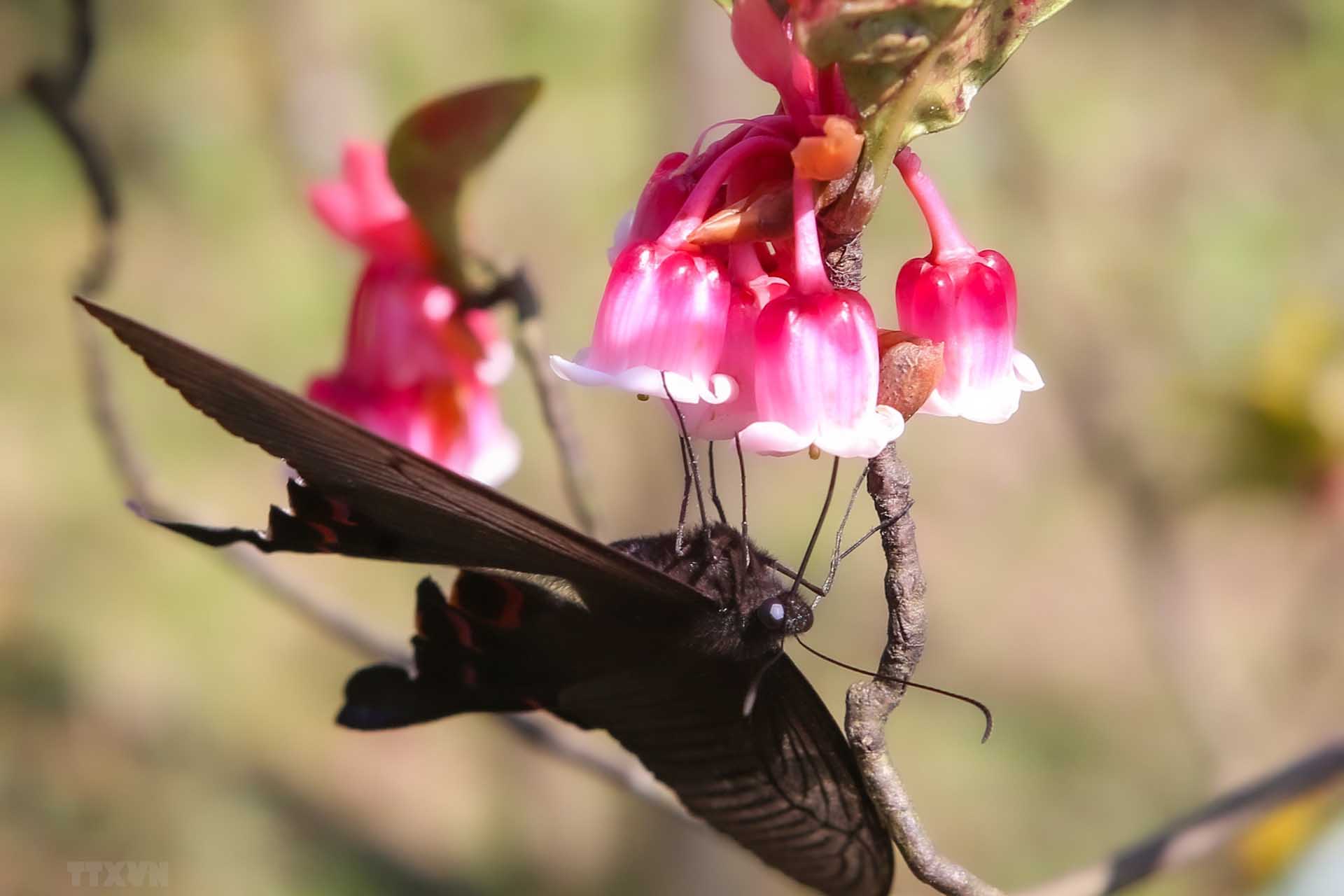Floraison des pêchers au sommet de la montagne Ba Na