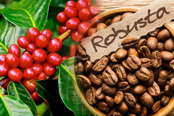De nombreuses opportunités d exportation de café vers les grands marchés