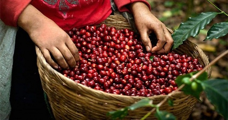 Le prix à l exportation du café a augmenté de plus de 31 depuis janvier