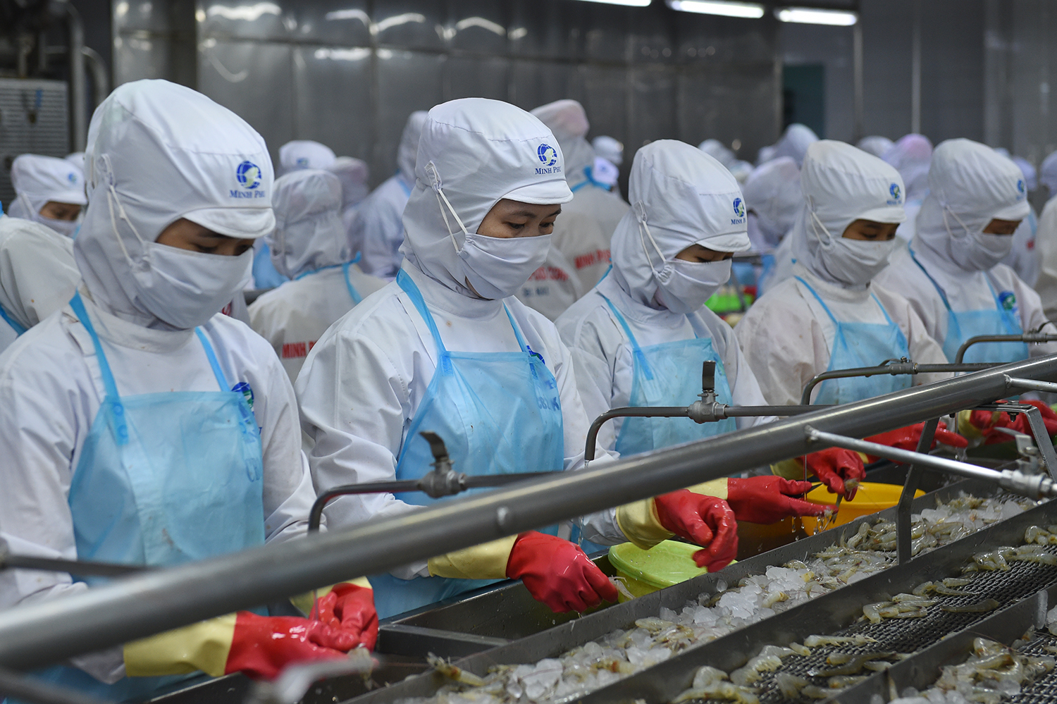 Exportations de crevettes croissance positive sur les principaux marchés