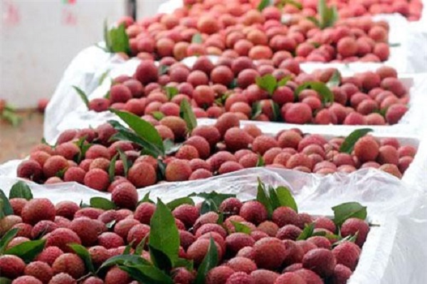 Promouvoir les exportations de litchi vers les États-Unis