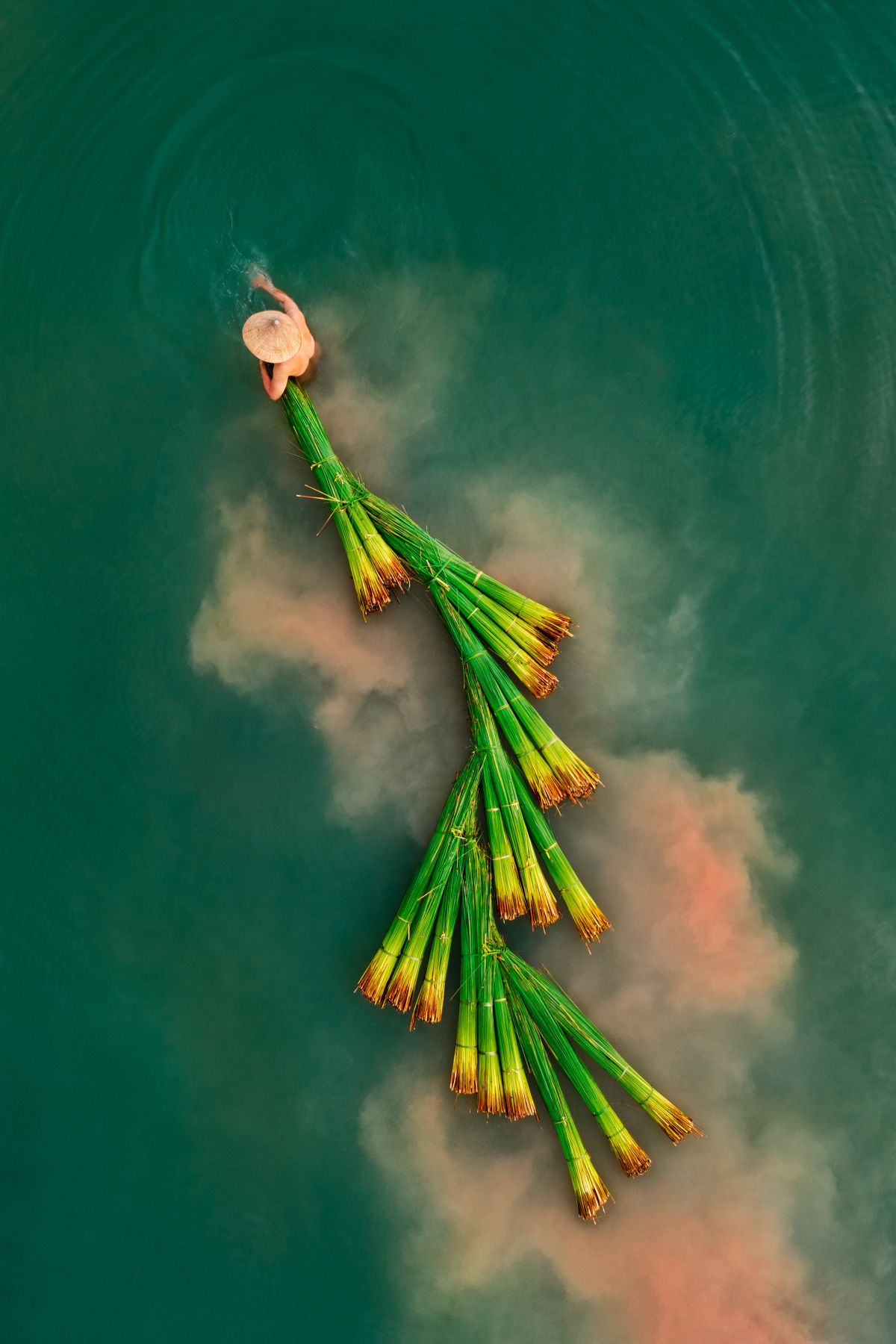 Une photo de récolte d herbe prise au Vietnam remporte le 1er prix d un concours international