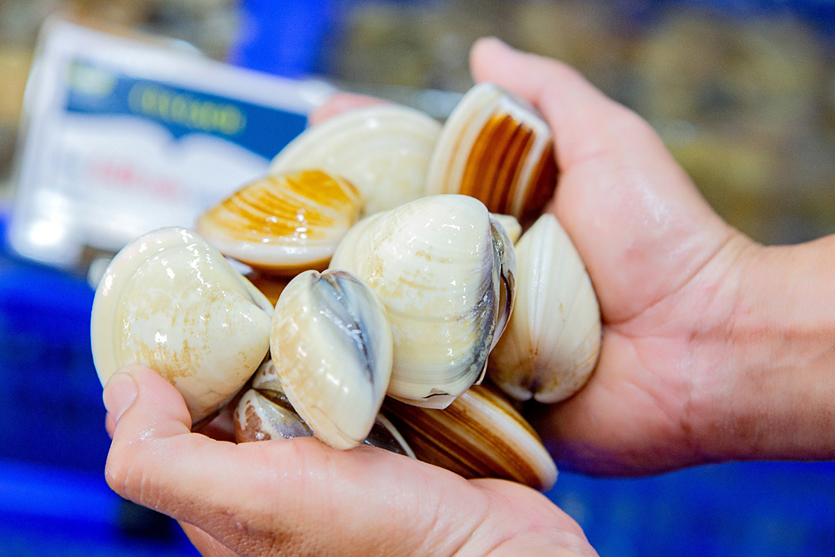Les exportations de mollusques rapportent des centaines de millions d’USD