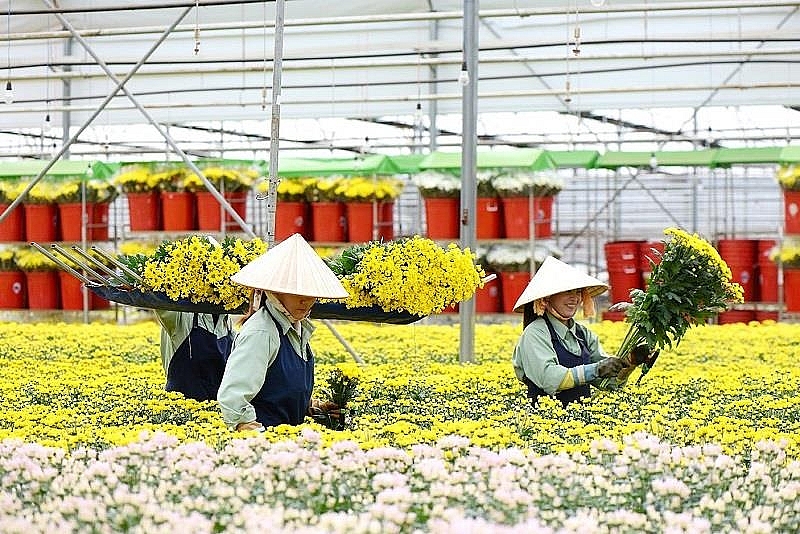 Le Vietnam, 6e fournisseur de fleurs du Japon