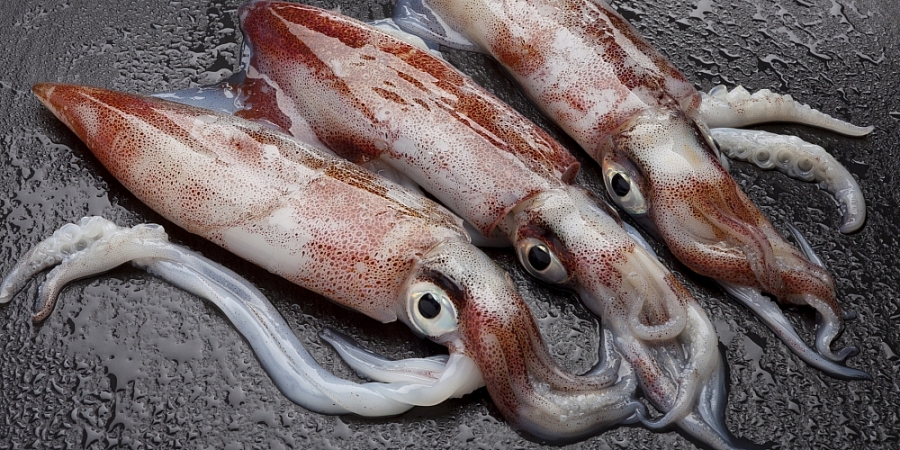 Les exportations de céphalopodes devraient maintenir une forte dynamique de croissance