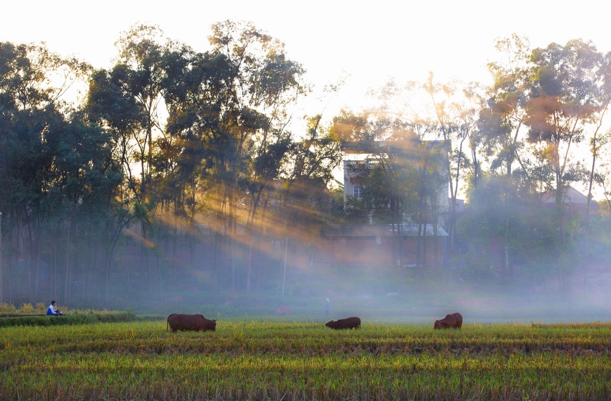 La vie paisible dans un ancien village de Bac Giang