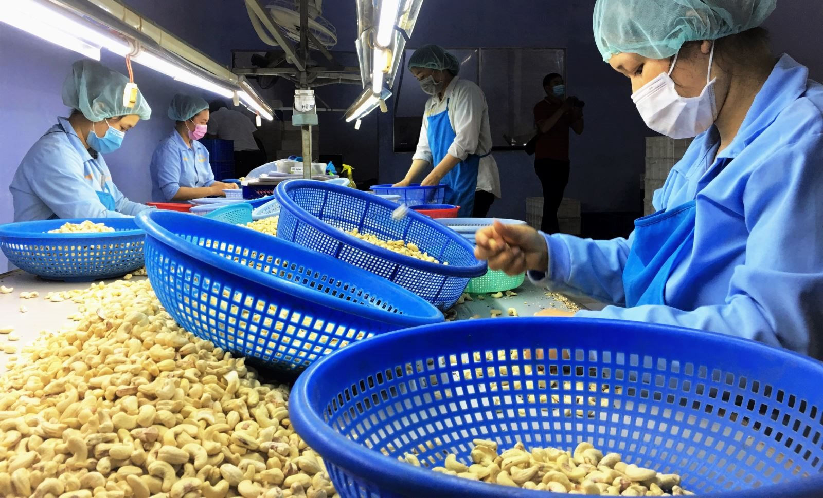 1er trimestre hausse du prix à l export de la noix de cajou vietnamienne