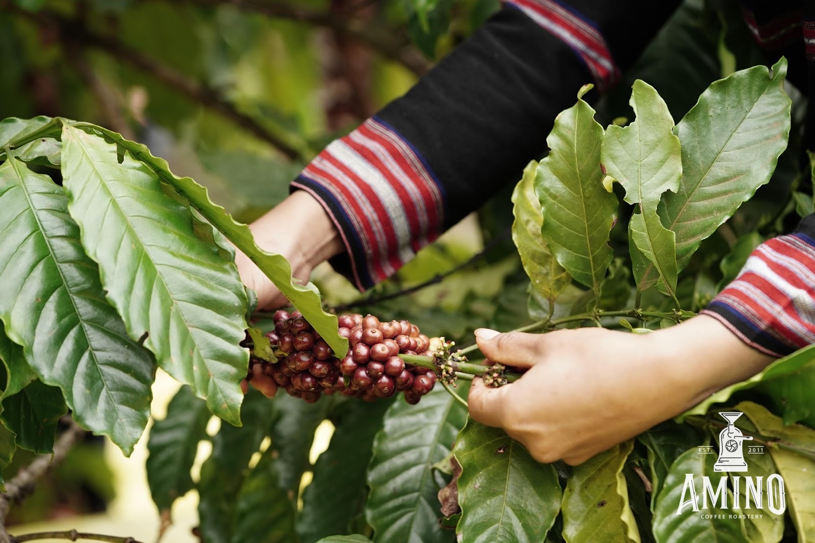 De nombreux potentiels d’exportation de thé et de café vers l’Inde
