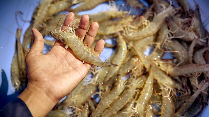 Les exportations de crevettes vers le Japon retrouvent des couleurs
