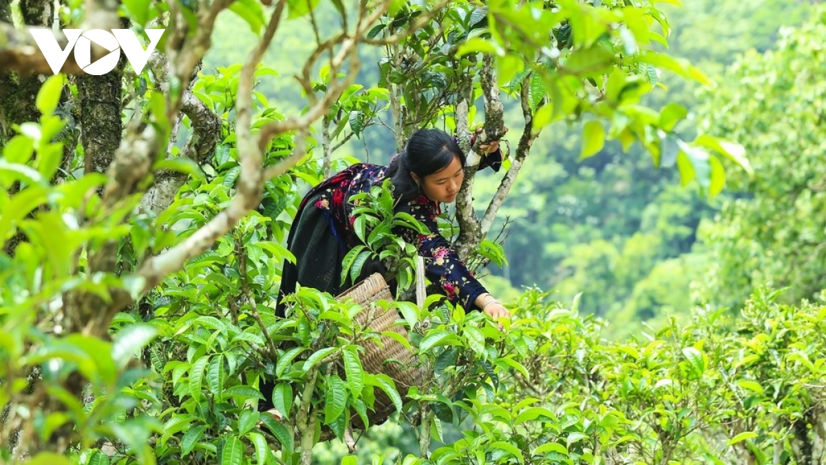 Une centaine de théiers Shan Tuyet à Dien Bien reconnus arbres patrimoniaux du Vietnam