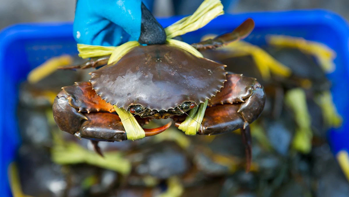 Hausse des exportations de crabes vers la Chine grâce à l adaptation au zéro Covid