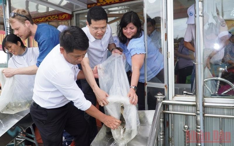 Plus de 32 000 alevins de poissons relâchés pour régénérer les ressources piscicoles de la rivière Huong