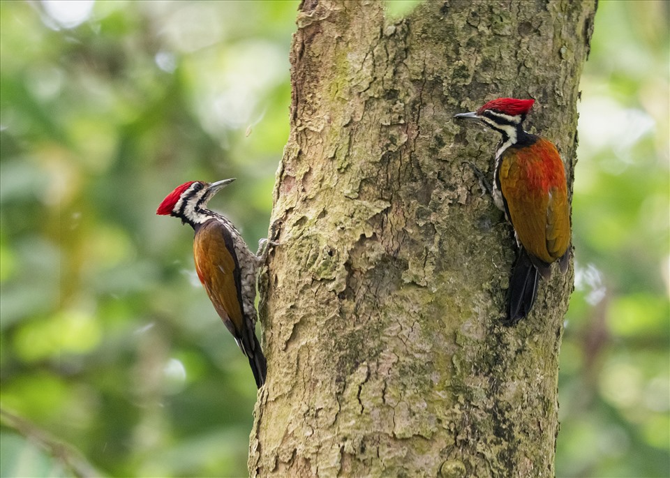 Le Vietnam s’efforce de conserver des oiseaux sauvages