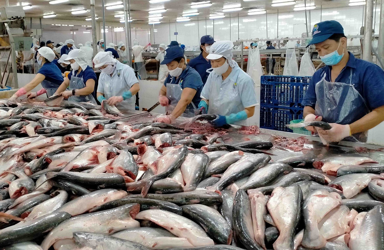 Exportations vers le Canada la filière pangasius s’attend à une forte croissance