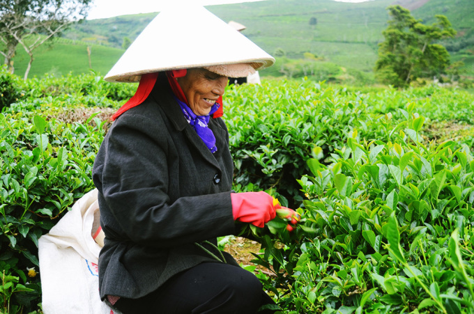 Le Vietnam en tête des exportateurs de thé vers Taïwan