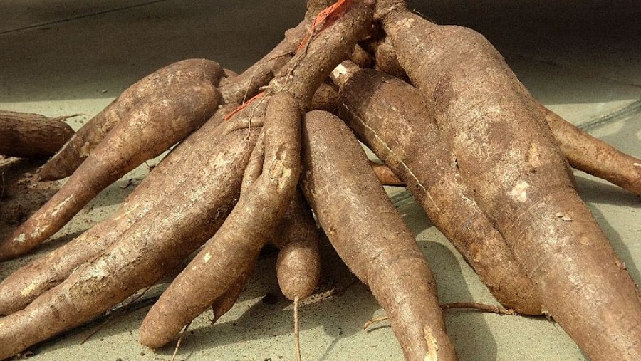 Exportations de manioc des perspectives prometteuses dans un avenir proche