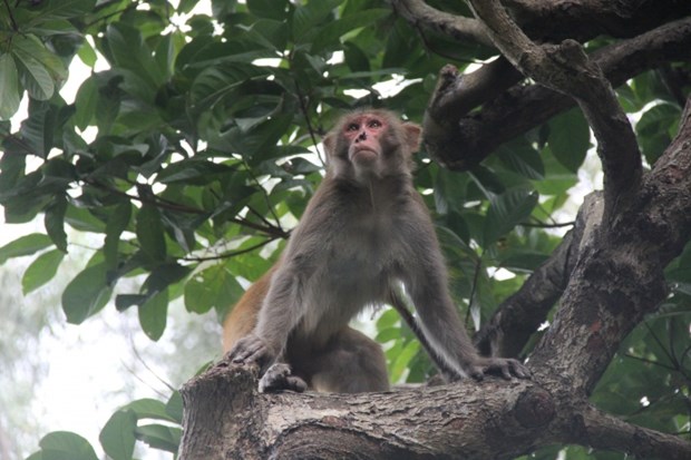 Préservation des animaux rares et précieux à Quang Ngai et Dong Nai