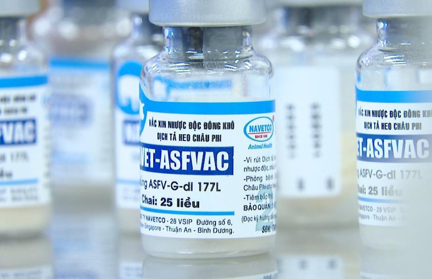 Elevage le vaccin contre la peste porcine africaine, une opportunité pour le Vietnam