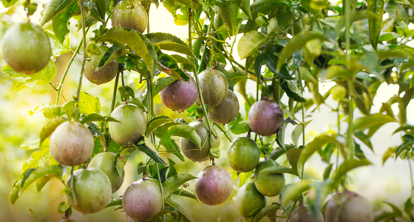 Le fruit de la passion vietnamien a un passeport pour l exportation en Chine