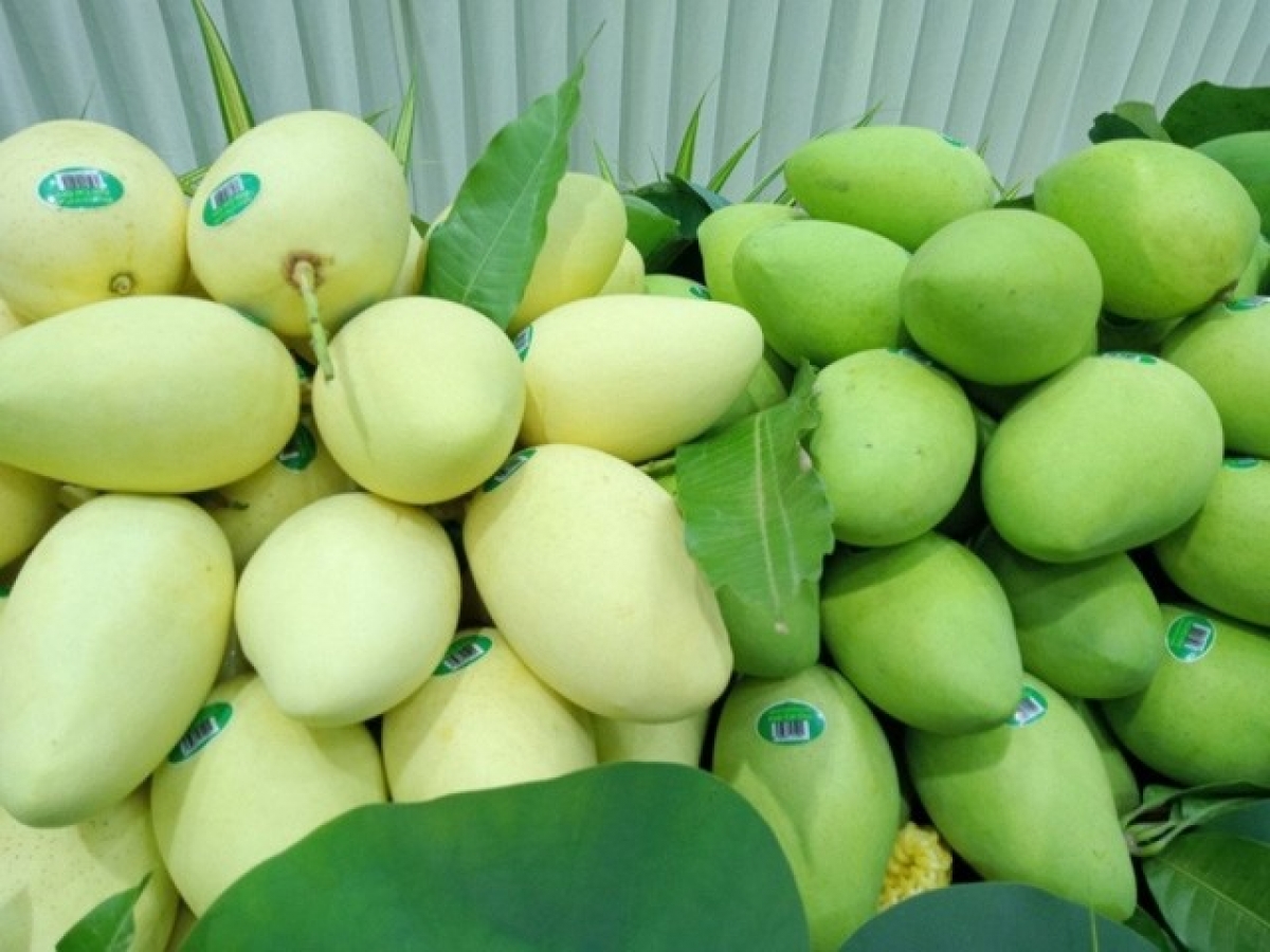 Le Vietnam vise 650 millions de dollars d’exportations de mangues d’ici 2030