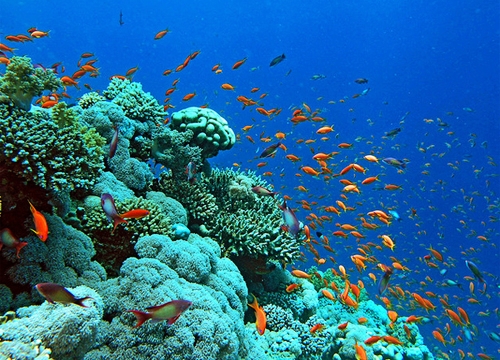 Le Vietnam déterminé à protéger les océans