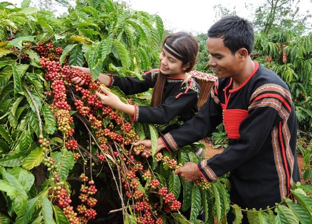 Le café vietnamien à la conquête des consommateurs japonais