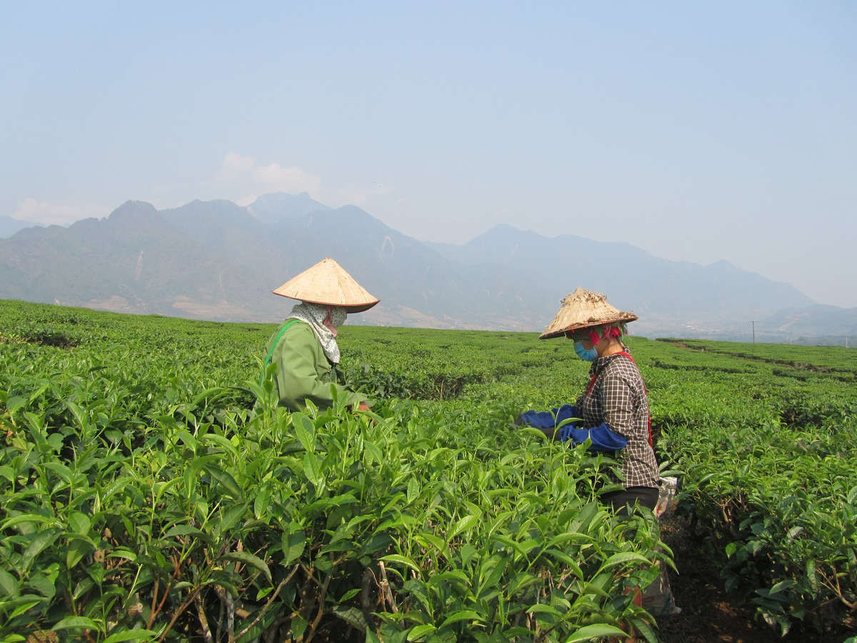 Belles perspectives pour le thé vietnamien au Moyen-Orient, en Afrique du Nord et en Asie du Sud