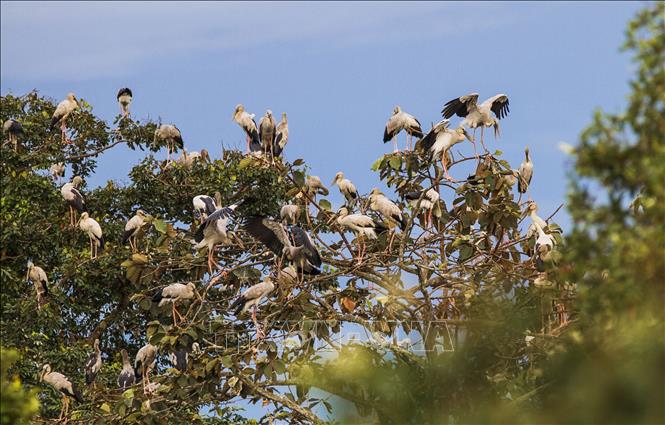 Plus de 1 000 cigognes à bec-ouvert indien au parc national de Lo Go - Xa Mat