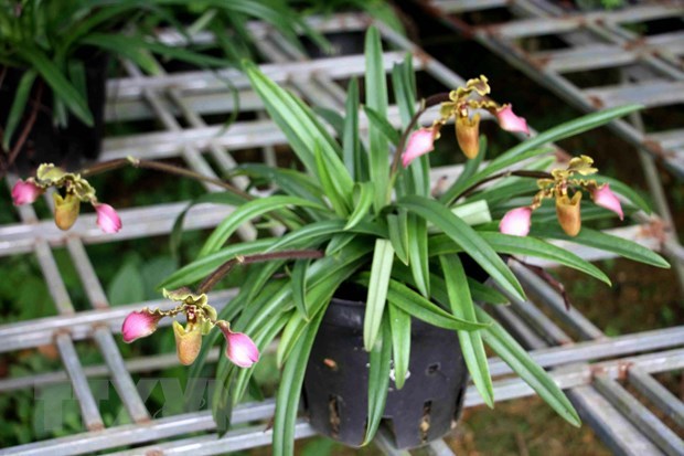 Trois espèces d orchidées menacées propagées avec succès