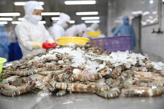 Le Vietnam parmi les 7 premiers exportateurs mondiaux de crevettes