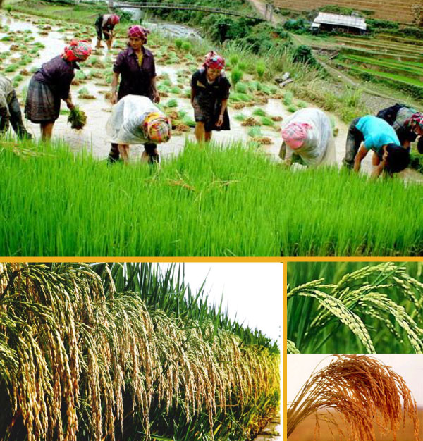 巴拿马希望在大米生产和销售方面与越南展开合作