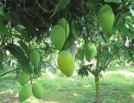 日本与越南加大农业领域合作力度