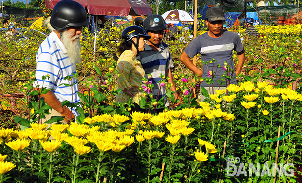 岘港市开始忙碌起来 准备种植春节时花