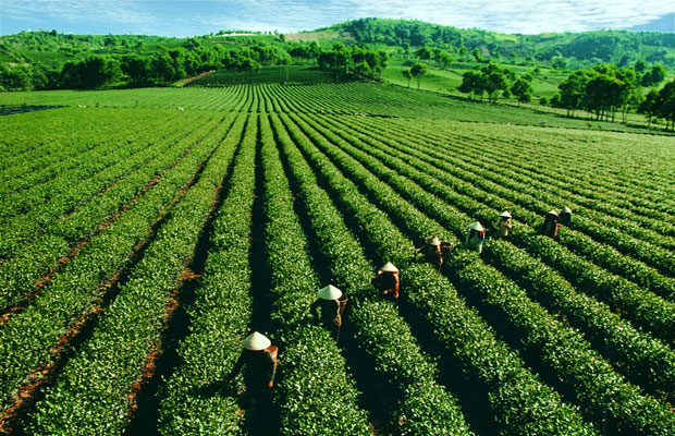 河江省力争使茶树成为尖端农作物