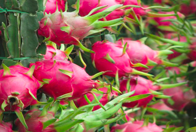 越南农业主动融入国际社会