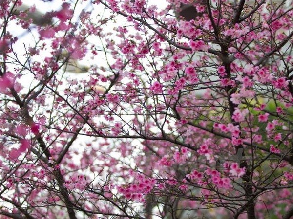 日本樱花节首次在胡志明市举行