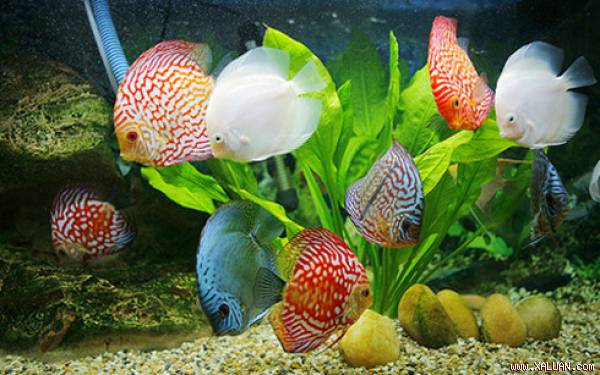 胡志明市观赏鱼出口额达约700万美元