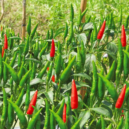 马来西亚拟进口越南辣椒