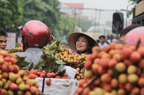越南向澳大利亚出口10吨荔枝