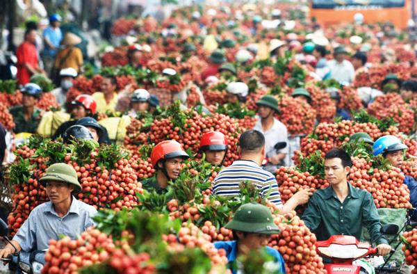 越南对中国的荔枝出口额达4200万美元