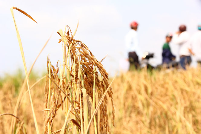 美国向越南提供50万美元援助以克服旱灾和海水入侵后果