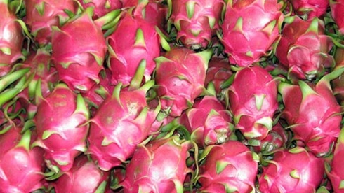 首批越南火龙果成功出口泰国