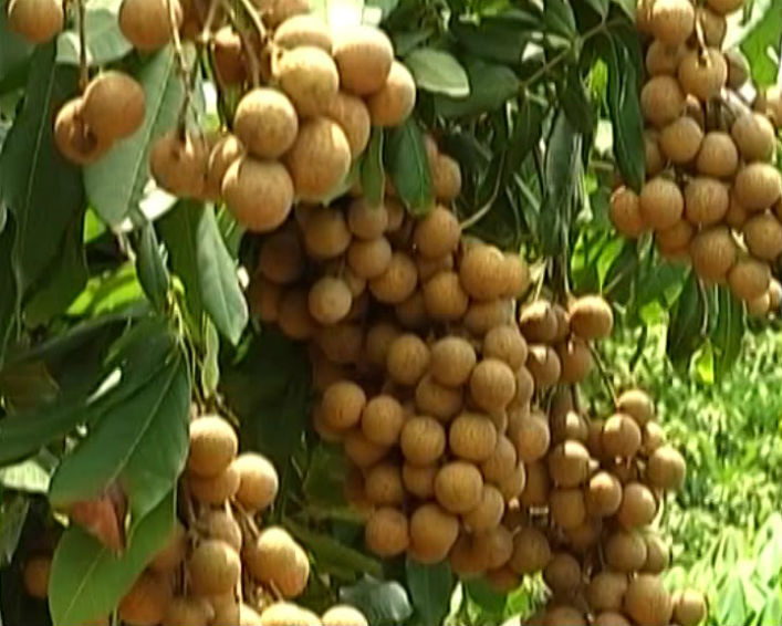 越南兴安省举行龙眼产品促销会