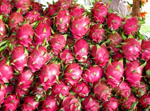 澳大利亚公布关于准许进口越南新鲜火龙果的评估报告草案