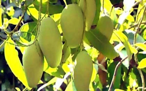 越南芒果正式进入澳大利亚市场