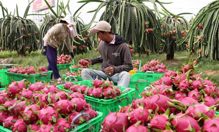 2017年初越南火龙果有望进军澳大利亚市场