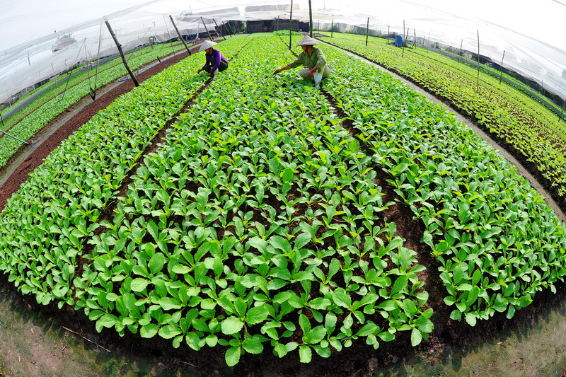 《无公害农业-越南农产之路》节目将于11月1日正式开播