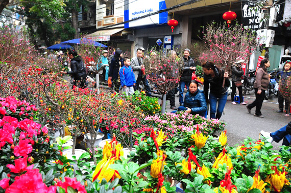 河内市将设60个年花市场服务2017年春节