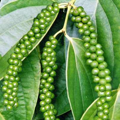 越南胡椒世界第一