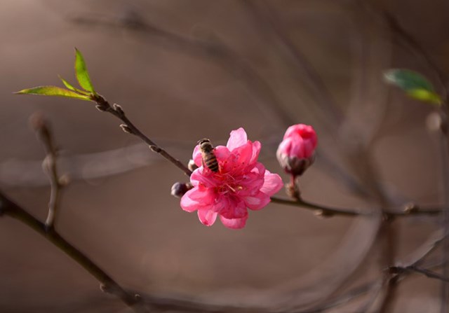 河内市郊区的花村洋溢着浓浓的春意（组图）
